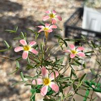 オキザリス,秋咲きオキザリス,Oxalis Candybox Guava,Oxalis Candybox Guava,Oxalis Candybox Guavaの画像