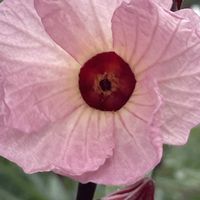ローゼル,ハーブ,花壇,ガーデニング,山野草の画像