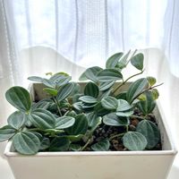 ペペロミア アングラータ,多肉植物,ペペロミア属,窓辺,リビング・ダイニングの画像