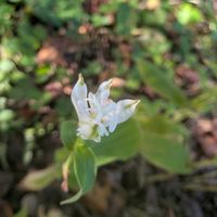 白花ホトトギス,花言葉,雪国植物園,全てに祈りを♪,世界中花咲く平和に充たされますように祈りますの画像