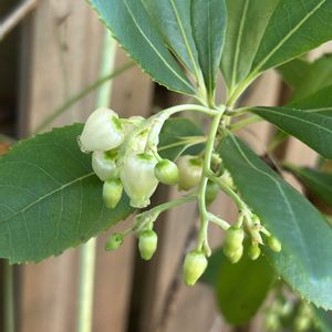 イチゴノキ,イチゴノキの花,イチゴノキの実,鉢植え,常緑低木の画像