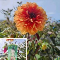 ダリア,レディダリア,寄せ植え,ハンドメイド,ハロウィンの画像