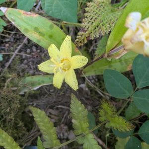 黄花ホトトギス,黄花ホトトギス,花言葉,雪国植物園,全てに祈りを♪の画像