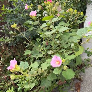 多肉植物,ジャングル化,荒れ果てた庭の画像
