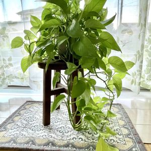 ポトス,観葉植物,ボタニカルライフ,緑のある暮らし,植物のある暮らしの画像