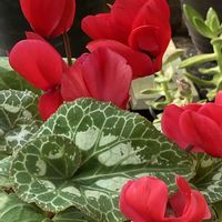 シクラメン,カルーナ,ピンクのお花,燃えるような赤の画像