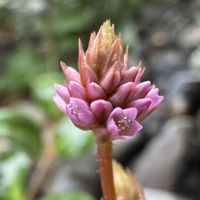 ヒメツルソバ,+安曇野の画像