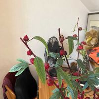 ローゼルの画像