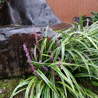 ヤブラン,松ぼっくり,新潟県の画像