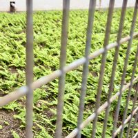 シダ,シダ,シダ植物,ユーミンつながり,ユーミンつながりの皆さんに感謝の画像