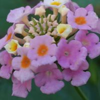 ランタナ,我が家のお花たち,庭の画像