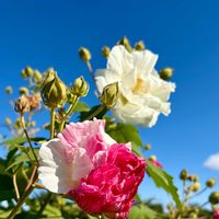 スイフヨウ,酔芙蓉(スイフヨウ),岐阜県,多肉男子,スイフヨウの花の画像