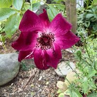 カキ,ガーデニング,おさんぽ,ばら バラ 薔薇,庭の画像