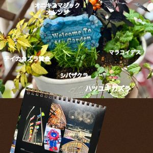 寄せ植え,ハロウィン仕様,バラと夢CLUB,ハッピーハロウィン2026,ベランダの画像