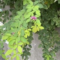 ハギ,ハギの画像
