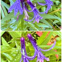サワギキョウ,山野草,上三依水性植物園の画像