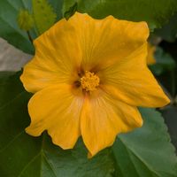イリマ,お花,お出かけ先の画像