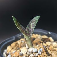 多肉植物,観葉植物,珍奇植物,ケープバルブ,冬型球根の画像