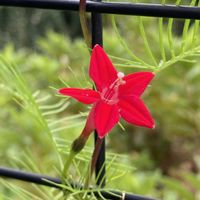 ルコウソウ,ペルシカリア ゴールデンアロー,花のある暮らし,おうち園芸,真っ赤な火曜日の画像
