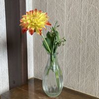 ダリア,ダリア,キク科,お出掛け先,ダリア属の画像