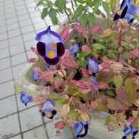 トレニア,和む,ありがとう,元気,だいすきの画像