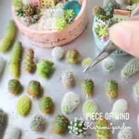 サボテン,サボテン寄せ植え,多肉植物 寄せ植え,ミニサボテン,箱庭の画像