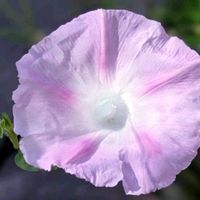アサガオ,コスモス,カマキリさん,秋晴れ,一番花の画像