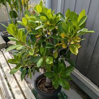 ガジュマル,熱帯植物,沖縄,横浜の画像