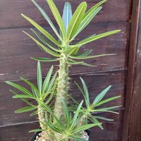 パキポディウム カクチペス,多肉植物,塊根植物,コーデックス,花のある暮らしの画像