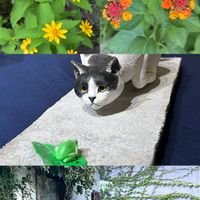 アンスリウム,アンスリウム,ランタナ,ランタナ,メランポジュームの画像