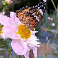 オミナエシ,ダリア,アスタージンダイ,秋の花,花のある暮らしの画像