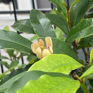 カラタネオガタマ,カラタネオガタマ,茶の木,ヤマボウシの実,茶の木の花の画像