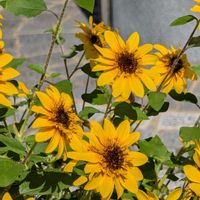 ヒマワリ,公園散歩,今日のお散歩,歩くの大好き♡の画像