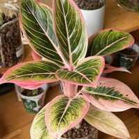アグラオネマ,アグラオネマ,サトイモ科,観葉植物,ハイドロカルチャーの画像