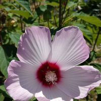 花のある暮らし,多肉のある暮らし,植物のある暮らし,多肉女子,塊根植物のある暮らしの画像