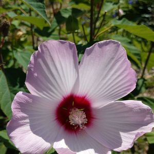 花のある暮らし,多肉のある暮らし,植物のある暮らし,多肉女子,塊根植物のある暮らしの画像