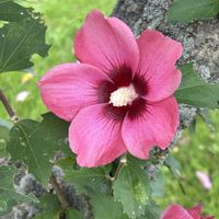 ゲラニウム,ムクゲ,サルビア・ネモローサ,公園,ウォーキングの画像