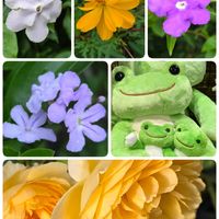 カランコエ,ニオイバンマツリ,キバナコスモス,アッサムニオイザクラ,デュランタ スカイラブの画像