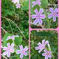 シバザクラ,ハイビスカス,ヒメツルソバ,ミョウガの花,ミョウガの画像