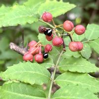 山椒,サンショウ,可憐な花,真っ赤な火曜日,明日はきっと良い日になるの画像