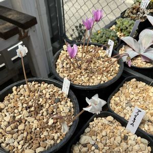 原種シクラメン ヘデリフォリウム,アガベ　マクロアカンサ　リトルペンギン,多肉植物,珍奇植物の画像
