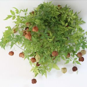 フウセンカズラ,鉢植え,リース,癒される,種からの画像