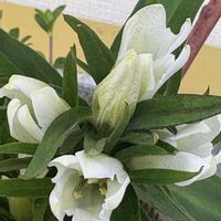 白リンドウ,いけばな,白い花,好きな花,2026秋の七草の画像