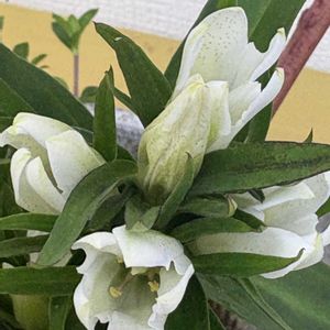 白リンドウ,いけばな,白い花,好きな花,2026秋の七草の画像