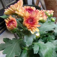 ポットマム,世界平和,被災地にエールを…。,こんな時こそ花を,森の負けないぞ❗️の画像