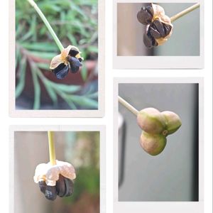 ゼフィランサス,花散歩,植物のある暮らし,植中毒,花自慢の画像