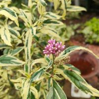 斑入りフジバカマ,鉢植え,小さな庭の画像