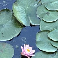 ハス,ハスの花,メダカ,蓮 ハス,繋がりに感謝♡の画像