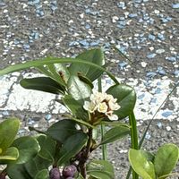 シャリンバイの画像