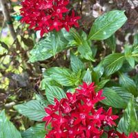 ペンタス,斑入り観賞用トウガラシ,アメリカテマリ シモツケ,真っ赤な火曜日,愛の花♡の画像